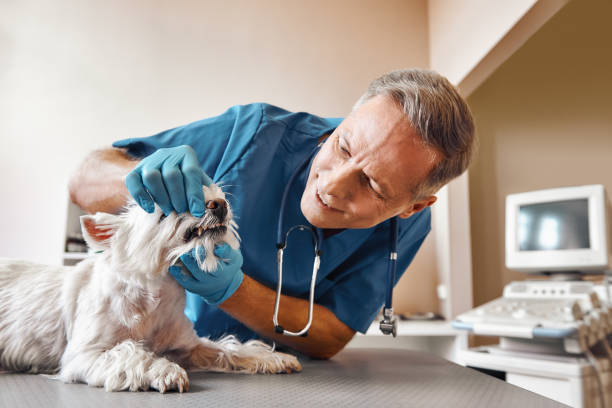 Best Same-Day Emergency Dentist in Upper Greenwood Lake, NJ